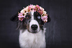 Miniature Australian Shepherd portrait