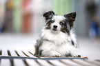 lying Miniature Australian Shepherd