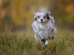 running Miniature Australian Shepherd