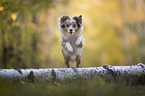 running Miniature Australian Shepherd