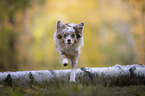 running Miniature Australian Shepherd