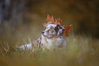 lying Miniature Australian Shepherd