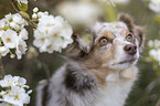 Miniature Australian Shepherd portrait