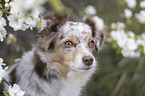 Miniature Australian Shepherd portrait