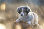 lying Miniature Australian Shepherd Puppy