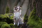 sitting Miniature Australian Shepherd