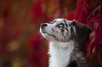 Miniature Australian Shepherd portrait