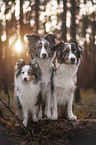 Miniature Australian Shepherd with Sheltie