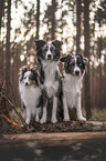 Miniature Australian Shepherd with Sheltie