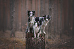 Miniature Australian Shepherd with Sheltie