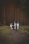 Miniature Australian Shepherd with Sheltie