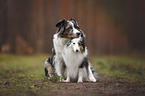 Miniature Australian Shepherd with Sheltie