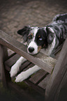 lying Miniature Australian Shepherd