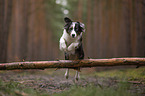 running Miniature Australian Shepherd