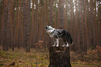 standing Miniature Australian Shepherd