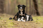 Miniature Australian Shepherd