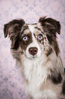 Miniature Australian Shepherd portrait