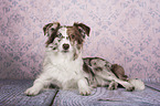 lying Miniature Australian Shepherd