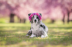 lying Miniature Australian Shepherd