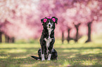 sitting Miniature Australian Shepherd