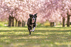 running Miniature Australian Shepherd