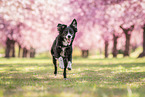 running Miniature Australian Shepherd