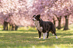 standing Miniature Australian Shepherd