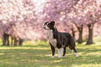 standing Miniature Australian Shepherd