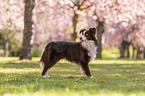 standing Miniature Australian Shepherd