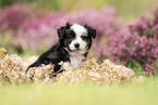 Miniature Australian Shepherd Puppy