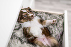 lying Miniature Australian Shepherd Puppy