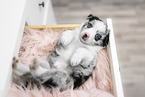 lying Miniature Australian Shepherd Puppy