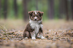 sitting Miniature Australian Shepherd Puppy