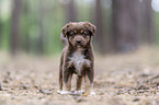 standing Miniature Australian Shepherd Puppy