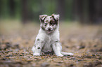 sitting Miniature Australian Shepherd Puppy