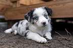 lying Miniature Australian Shepherd Puppy