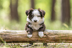 Miniature Australian Shepherd Puppy