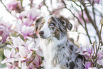 Miniature Australian Shepherd Portrait