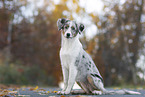 young Miniature Australian Shepherd