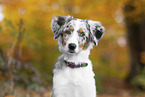 young Miniature Australian Shepherd