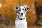 young Miniature Australian Shepherd