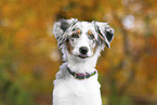 young Miniature Australian Shepherd