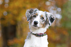 young Miniature Australian Shepherd