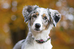 young Miniature Australian Shepherd