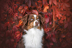 Miniature Australian Shepherd at autumn