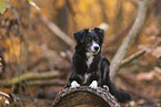 Miniature Australian Shepherd in autumn