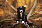 Miniature Australian Shepherd in autumn