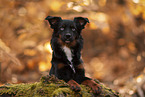 Miniature Australian Shepherd with blue eyes