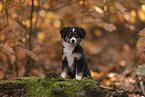 Miniature Australian Shepherd with blue eyes