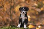 Miniature Australian Shepherd with blue eyes